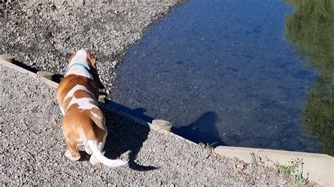 Basset Hounds Dont Feel Like Swimming Today Youtube