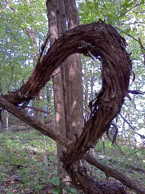 Cool Vine In The Woods In Minnesota State Trail Cool Vines Some