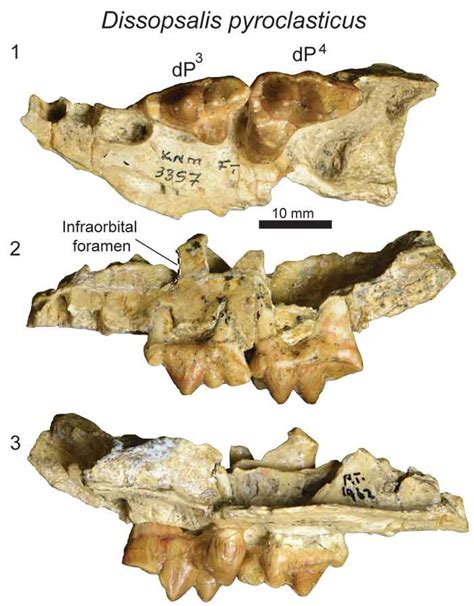 Pe Blog Deciduous Hyaenodont Teeth