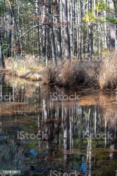 Grass And Tree Reflections Stock Photo Download Image Now Beauty