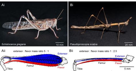 Figure S1 Locusts And False Stick Insects Have Different Leg
