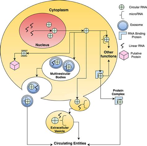 Frontiers Circular Rnas As Promising Biomarkers A Mini Review