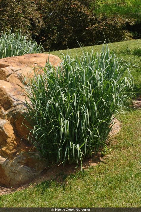 Panicum Virgatum Northwind Northwind Switchgrass Izel Native Plants