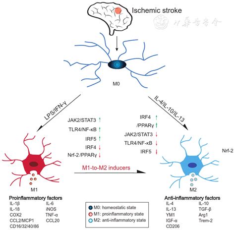 Microglia Polarization In Ischemic Stroke Complex Mechanisms And