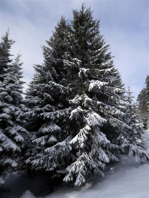 Free Images Tree Branch Snow Winter Evergreen Snowy Fir Season