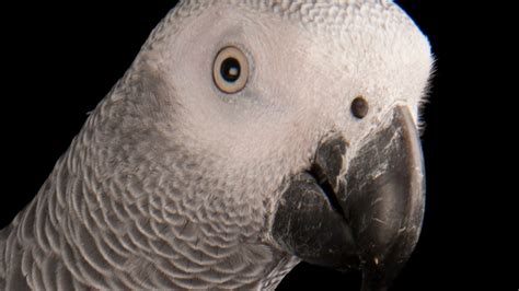 African Gray Parrots Facts And Photos