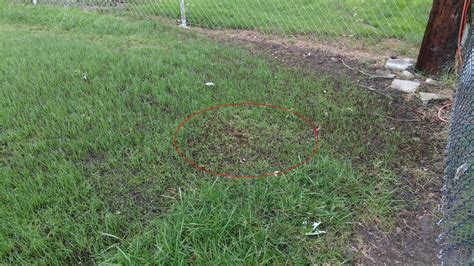 Tall Fescue Seedlings Wilting After 2 Weeks Lawnsite™ Is The