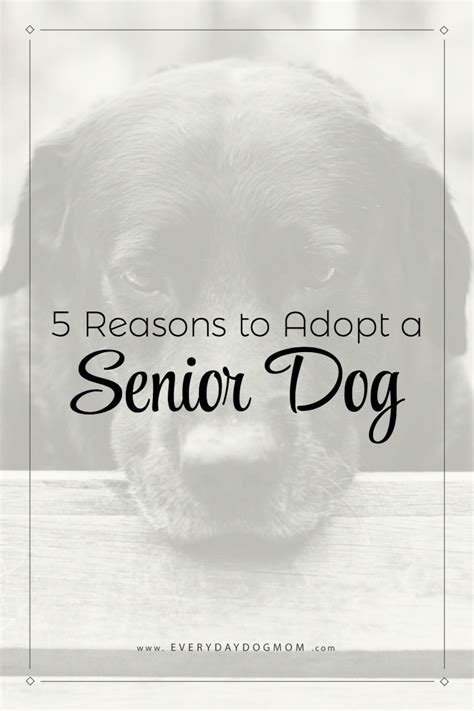 5 Reasons To Adopt A Senior Dog Adopt A Senior Senior Dog Adoption