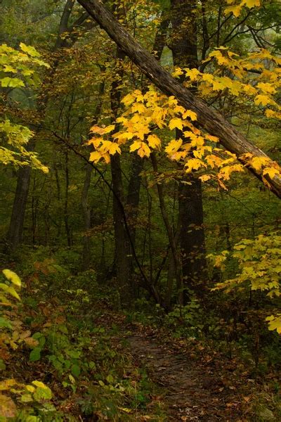 Fall Foliage And Hiking Trails In The Fog On A Cold Autumn Day At The