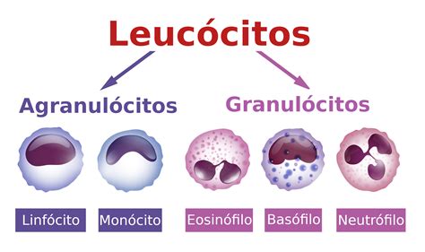 Leucócitos O que são função características tipos doenças