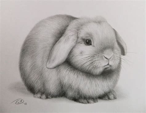 Rabbit Realistic Animal Drawings Pencil Drawings Of Animals Animal