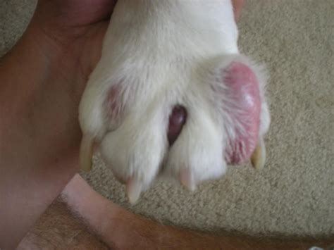 Sebaceous Cyst On Dog Tail Paw Head And Back Causes And Removal