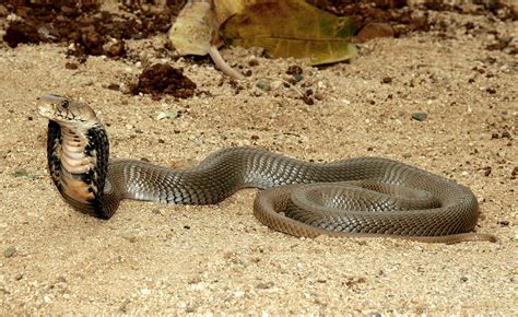 Cobra Cuspideira De Moçambique Naja Mossambica