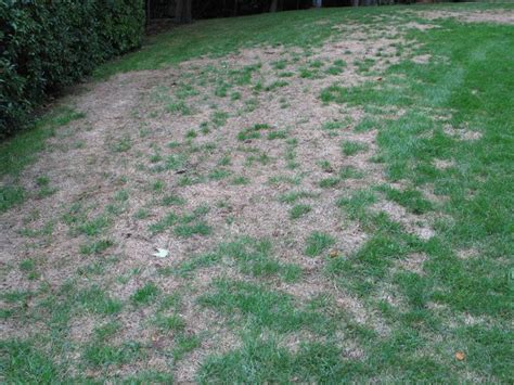 What Are Lawn Grubs And African Black Beetle And How To Treat Them