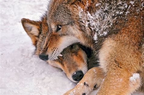 Fighting Wolves By Tambako The Jaguar Beautiful Wolves Wolf