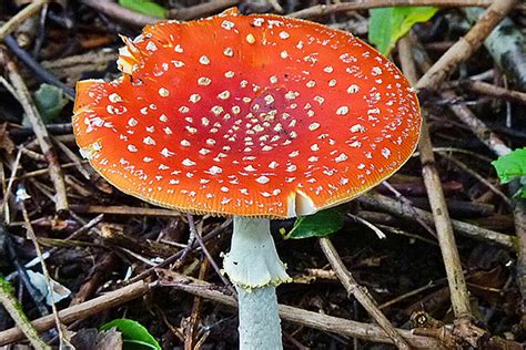 Mushroom Hunting In Oberon Australia Travel Magazine