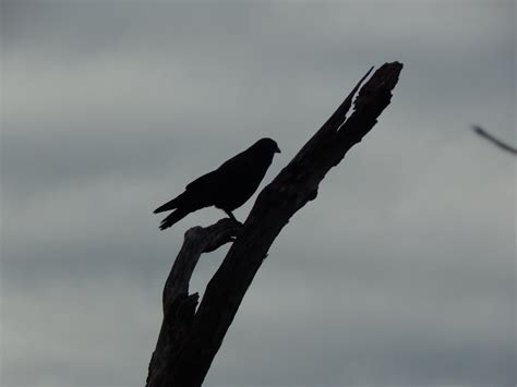 Crow Silhouette Crows Of Arroyos