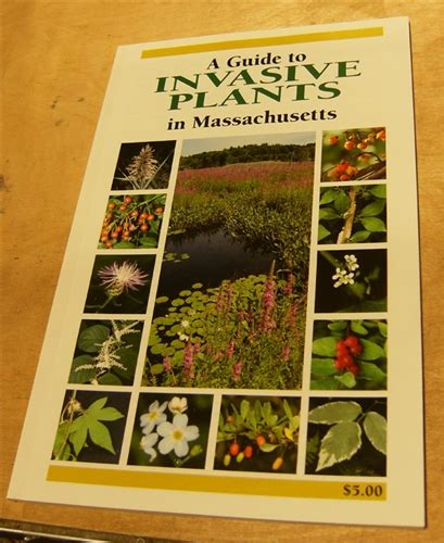 A Guide To Invasive Plants In Massachusetts Paul Somers Et Al
