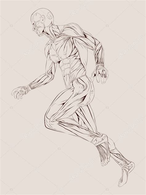 Human Muscle Anatomy — Stock Vector © Ramonakaulitzki 14583575