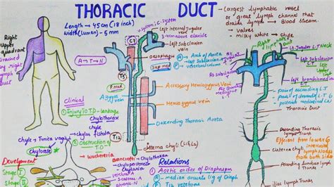 Thoracic Duct Largest Lymphatic Duct Anatomy Course Tributaries