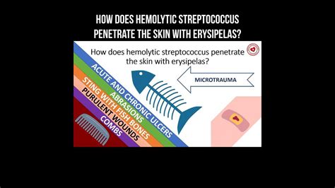 How Does Hemolytic Streptococcus Penetrate The Skin With Erysipelas