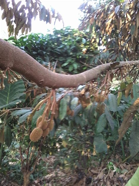 Ciri ciri bagian tangkai durian musang king terlihat panjang dengan mahkota bagian tangkai pada buah yang jauh dari durinya. DURIAN MENOREH - TIGA VARIETAS UNGGULAN NASIONAL - M-SEED ...