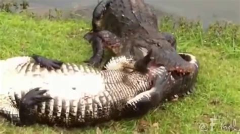 alligators fight to crocodile and finish youtube
