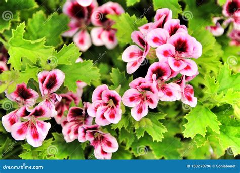 Scented Geranium Pelargonium Crispum In The Garden Stock Photo Image