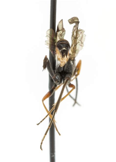 Ichneumonidae 1 Specimen Id 0178 Sex Unknown Collectio Flickr
