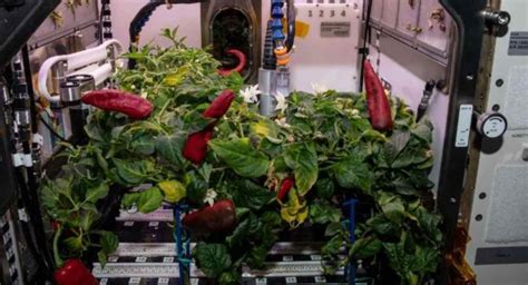 Nasa Podcast How To Grow Plants In Space