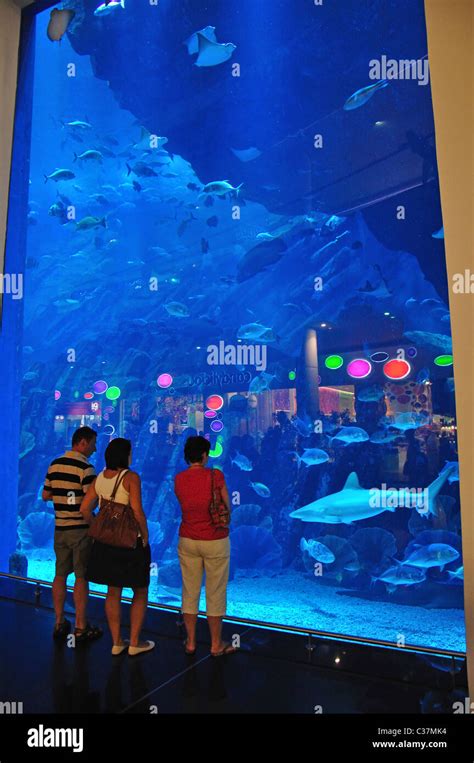 Dubai Aquarium And Underwater Zoo The Dubai Mall Downtown Dubai