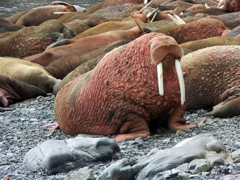 Thousands Of Walrus Leave Sea Ice To Come Ashore In Alaska Ctv News