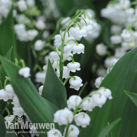 Lily Of The Valley Van Meuwen