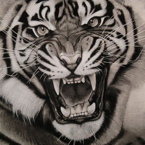Asunder By Burnt Sticks Tiger Drawing Animalart Tiger