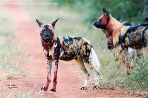 According to our average data, fromm typically provides less protein than taste of the wild. Two Spots and the Wild Dogs of Limpopo-Lipadi Private Game ...