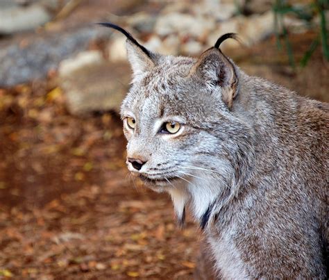 Lynx Designated As Threatened Species In Contiguous Us Wyoming Public