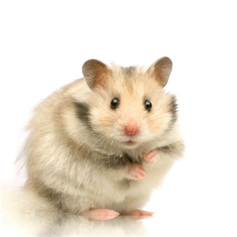 13 Best Images About Hampster On Pinterest Can To Hamsters And Long