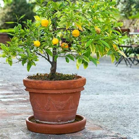 Simple Tips To Grow Unlimited Supply Of Lemons In Your Own Garden