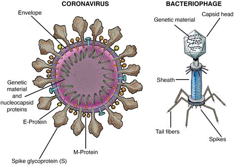 What Is The Coronavirus Virus Science Explained Caltech Science Exchange