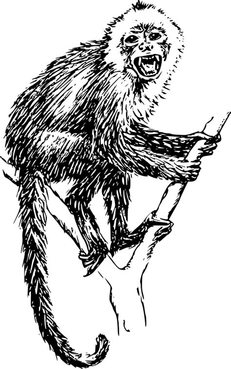Free Free 329 Monkey Svg Free Download SVG PNG EPS DXF File