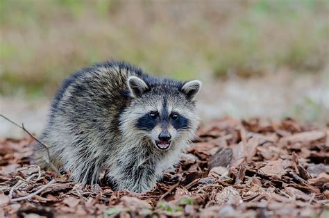 Raccoon Wild Wildlife Nature Wildlife Photography ©cindy J Bryant