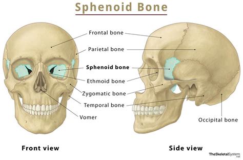 Sphenoid Bone Anterior View Sphenoid Bone Anatomy Art Human Body My