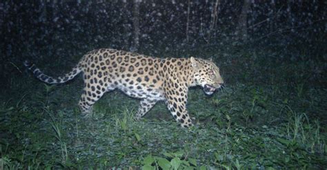 Just 84 Amur Leopards Remain In The Wild Globally Yale E360