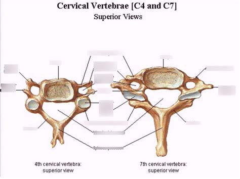 Cervical Vertebrae C4 And C7 Diagram Quizlet