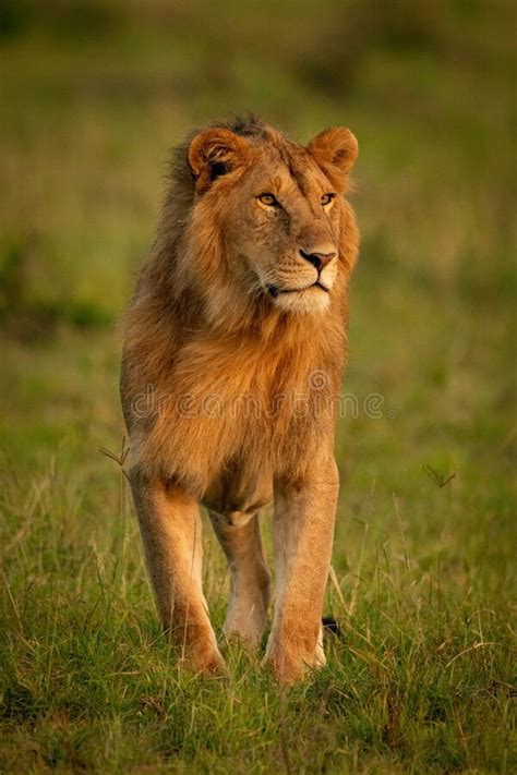 Male Lion Stands Looking Around In Savannah Stock Image Image Of