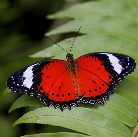 5 Stunning Red Butterflies Australian Butterfly Sanctuary