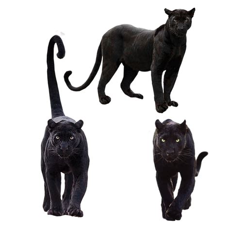 Black Panther Animal Png Pack By Gareng92 On Deviantart