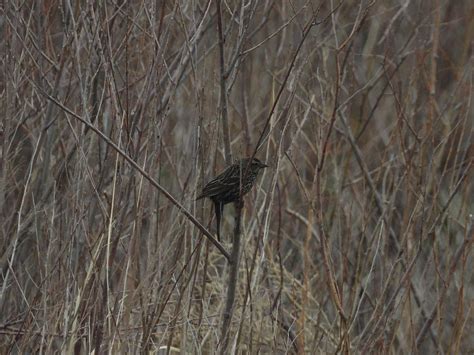 Female Red Winged Black Bird Photograph By Amanda R Wright Fine Art