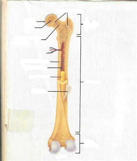 Bone Diagram Labeling Diagram Quizlet