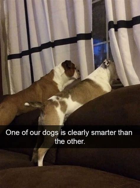 10 Funny Dog Memes That Will Keep You Laughing A Whole Day Page 3 Of 4